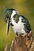 Amazon kingfisher male