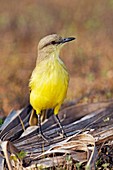 Cattle tyrant flycatcher