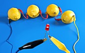 Electrical circuit with lemons