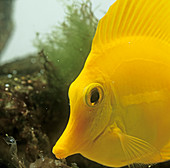 Yellow tang