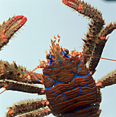 Squat lobster