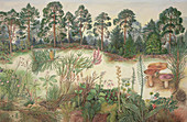 Scottish pine forest,artwork