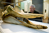 River Thames whale,museum display
