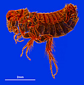 Mole flea