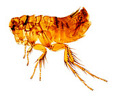 Mole flea