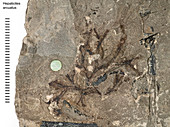 Liverwort fossil