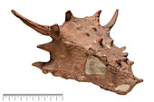 Elginia reptile skull fossil