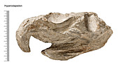 Hyperodapedon beaked lizard fossil