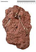 Winged lizard fossil