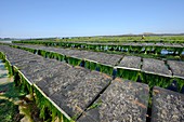 Oyster farming,France