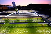 Microalgae production,France