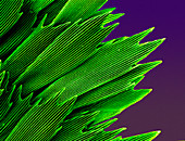 Butterfly wing scales,SEM