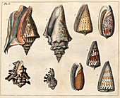 Shells,18th century artwork