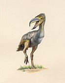 Phorusrhacid dinosaur,artwork