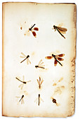 Plukenet insect collection,17th century