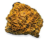 Butterscotch wulfenite rock