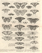 Caribbean butterflies,18th century
