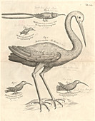 Heron and hummingbirds,18th century