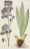 Tall bearded iris (Iris odoratissima)