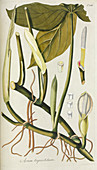 Arum (Arum tripartitum),artwork
