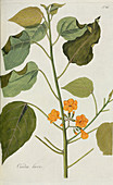 Cordia laevis plant,artwork