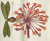 Delicate amaryllis (Amaryllis orientalis)