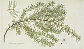 Asparagus capensis plant,artwork