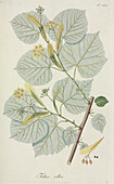 White lime tree (Tilia alba),artwork