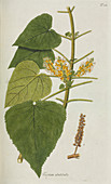 Teucrium abutiloides plant,artwork