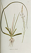 Anthericum ciliatum plant,artwork