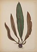 Leather fern (Acrostichum squamosum)