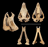 Javan rhinoceros skull anatomy