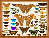 Wallace Collection butterfly specimens