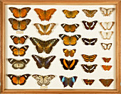 Wallace Collection butterfly specimens