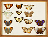 Wallace Collection butterfly specimens