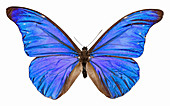 Morpho rhetenor butterfly