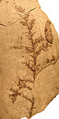 Florissant Formation plant fossil