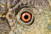 Animatronic dinosaur eye
