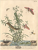 Elephant hawk-moth,artwork