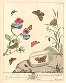 Ruby tiger moth,artwork