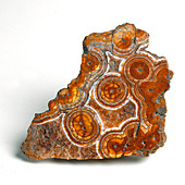 Agate polished cross section