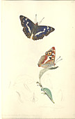 Purple emperor butterfly,19th century
