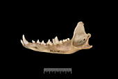 Falkland Islands fox jaw fragment