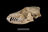 Falkland Islands fox skull