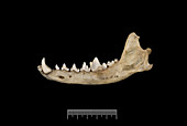 Falkland Islands fox jaw fragment