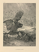 Bird-of-prey hunting,19th century