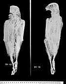 Saker falcon mummy,X-ray