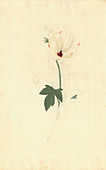 Hibiscus meraukensis,artwork
