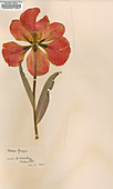 Pressed Tulipa greigii