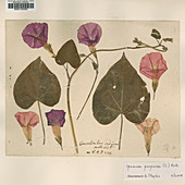 Pressed morning glory (Ipomoea purpurea)